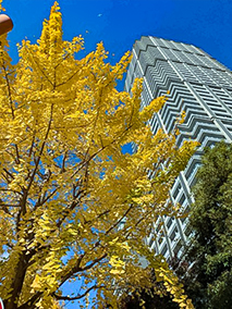 �C�`���E�����F�ɐF�Â��r���X���ʂ���