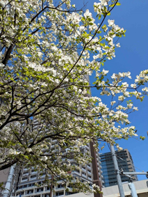 �X���ɍ炭�n�i�~�Y�L