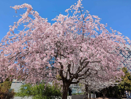 ���{���l���������̖��J�̍�