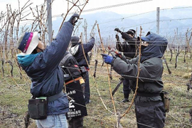 学生によるブドウの剪定作業体験写真