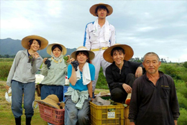 ワイン用ブドウの収穫作業後の写真