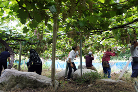 農福連携：ブドウの収穫作業写真