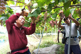 農福連携：園主の収穫指導写真