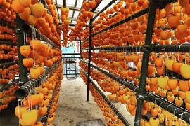 干し柿づくり、名物「枯露柿」写真