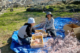 スモモづくり、受粉用の花粉取り写真