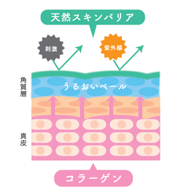 コラーゲン画像