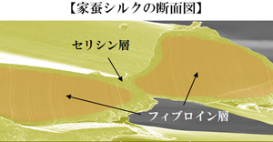 家蚕シルクの断面図