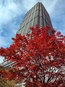 近隣のビルが紅葉で秋色に染まる風景