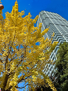 �C�`���E�����F�ɐF�Â��r���X���ʂ���