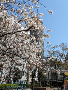 日本橋蛎殻公園の桜
