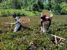 新芽と若葉の手摘み