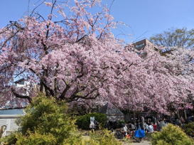 ���{���l�����������J�ʐ^