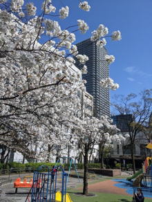 蛎殻公園に満開桜写真真